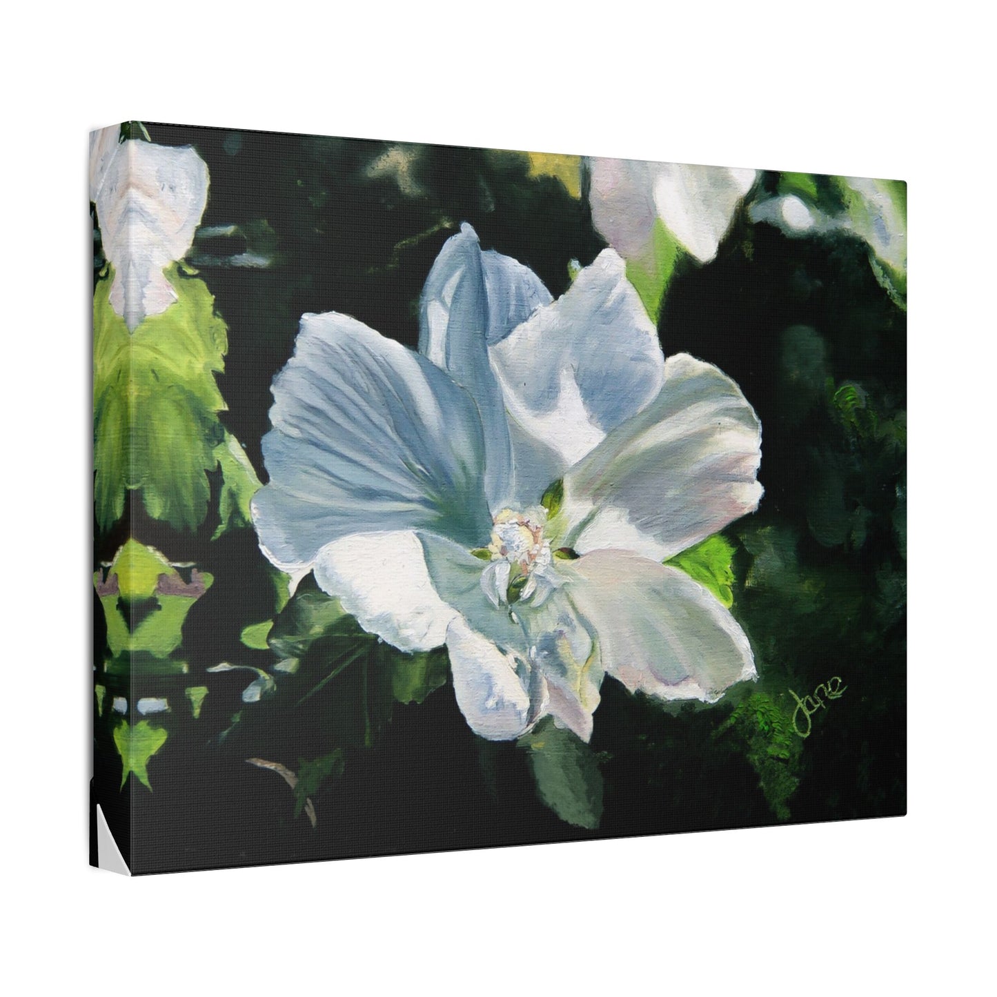 Classic Stretched Canvas, White Rose of Sharon by Jane Autry