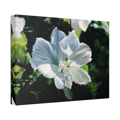 Classic Stretched Canvas, White Rose of Sharon by Jane Autry
