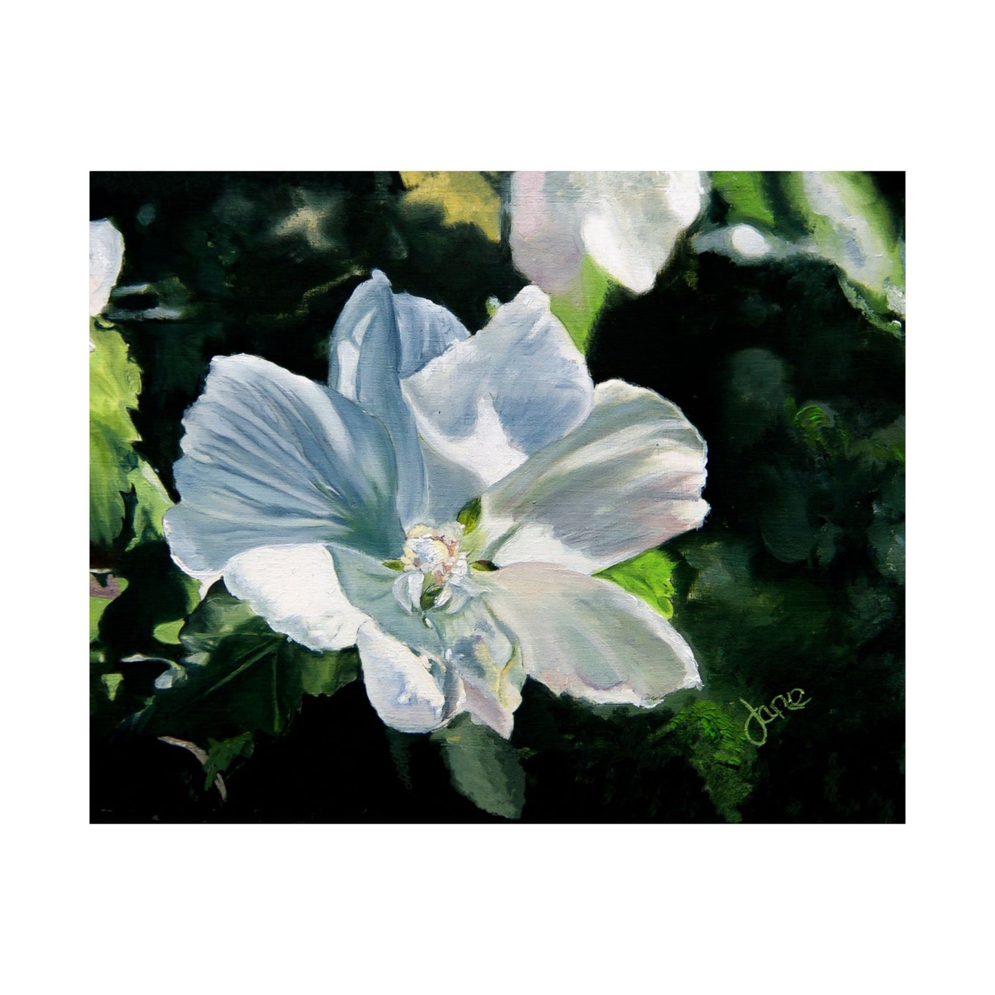 White Rose of Sharon, by Jane Autry--Premium Matte Print
