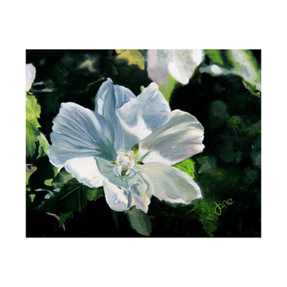 White Rose of Sharon, by Jane Autry--Premium Matte Print