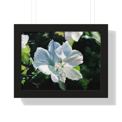 Premium Matte Print--Framed, White Rose of Sharon by Jane Autry