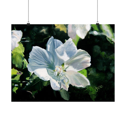 White Rose of Sharon, by Jane Autry--Premium Matte Print