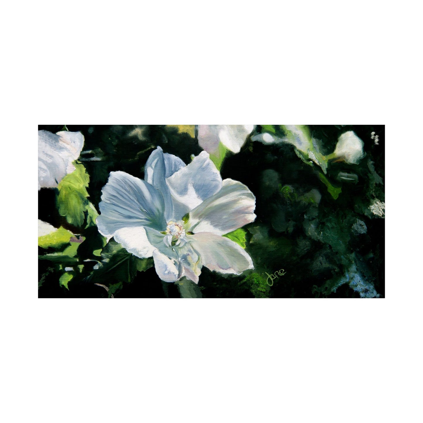 White Rose of Sharon, by Jane Autry--Premium Matte Print