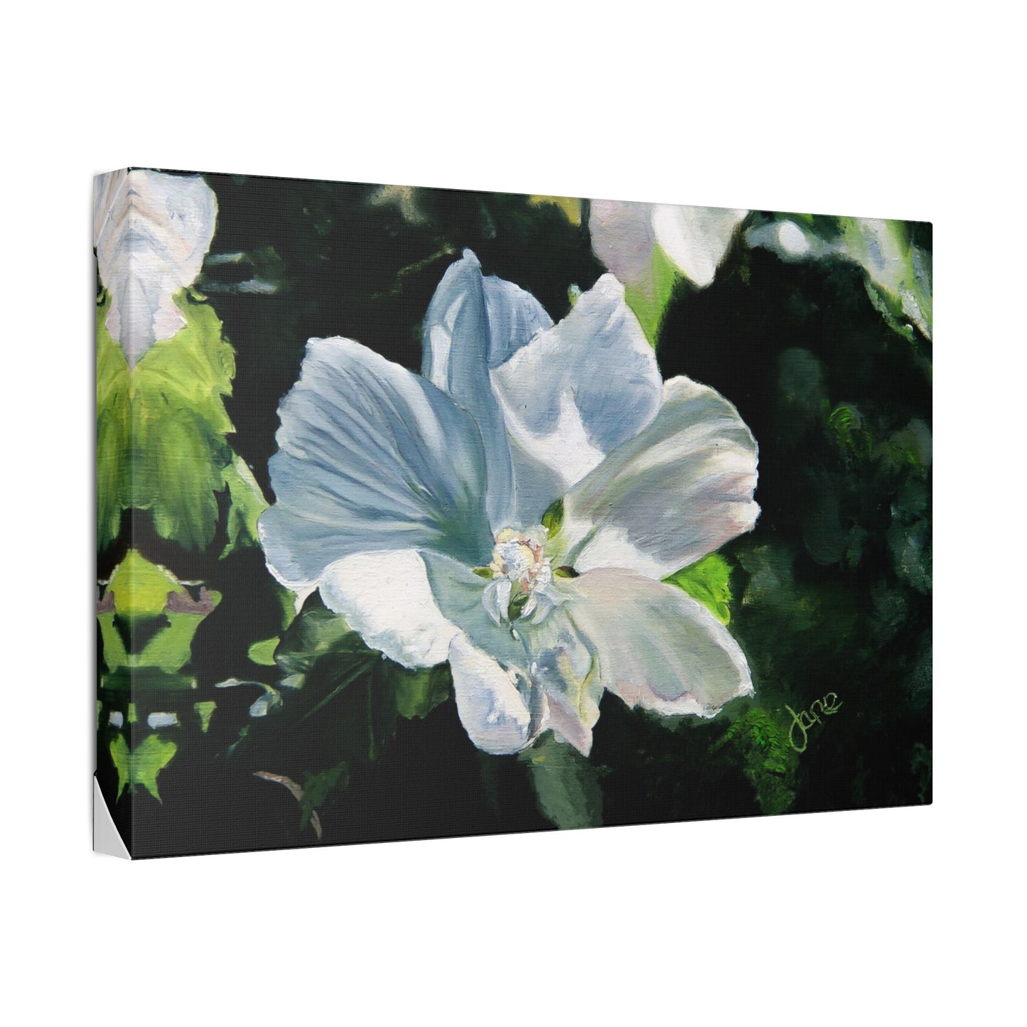 Classic Stretched Canvas, White Rose of Sharon by Jane Autry