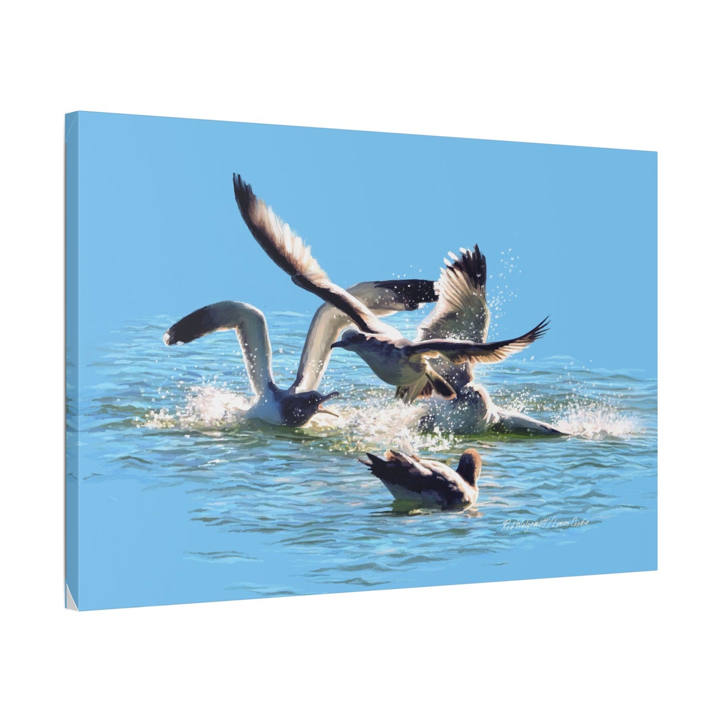 Classic Stretched Canvas, Gull Fight on Stansbury Lake, by Rod Walgamott