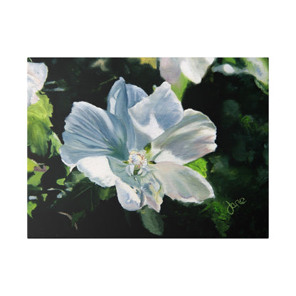 Classic Stretched Canvas, White Rose of Sharon by Jane Autry