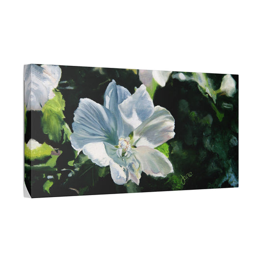 Classic Stretched Canvas, White Rose of Sharon by Jane Autry