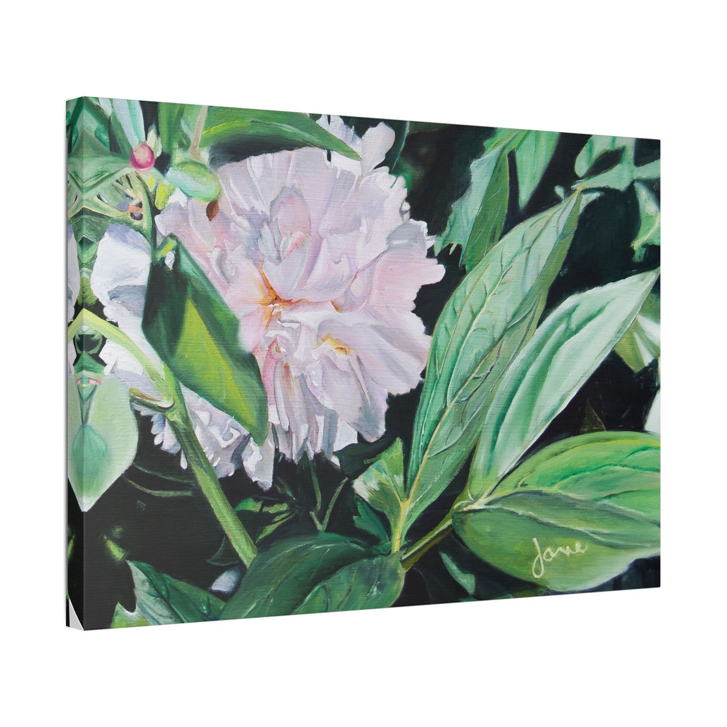 Classic Stretched Canvas, Shy Peone by Jane Autry