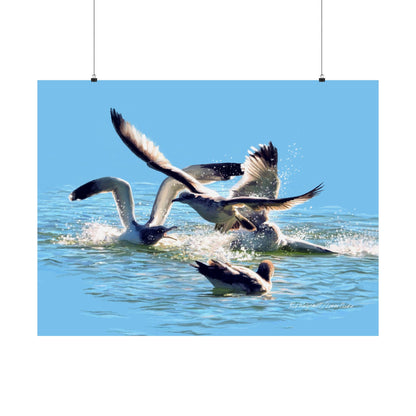 Premium Matte Print, Gull Fight on Stansbury Lake, by Rod Walgamott