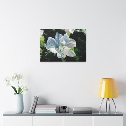 Classic Stretched Canvas, White Rose of Sharon by Jane Autry