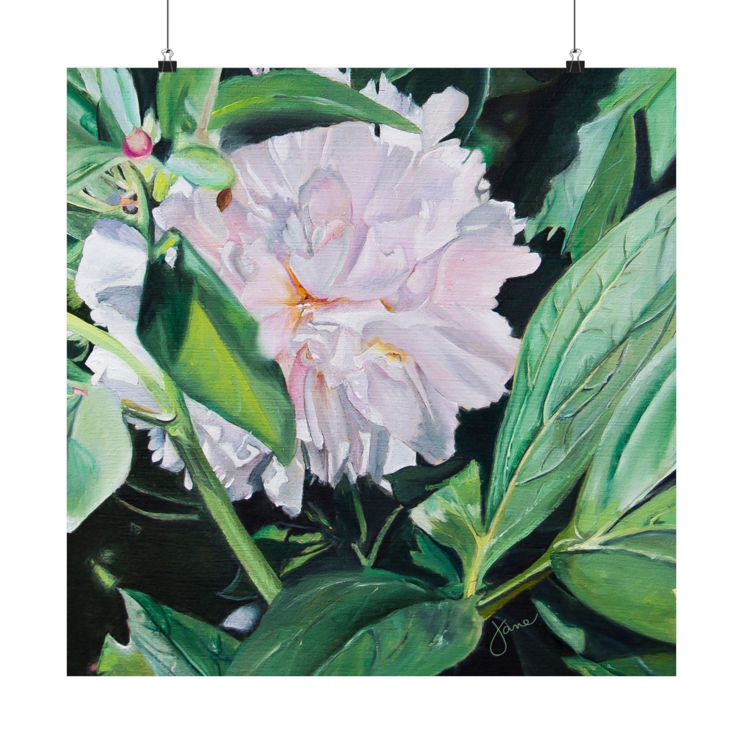 Shy Peone, by Jane Autry--Premium Matte Print