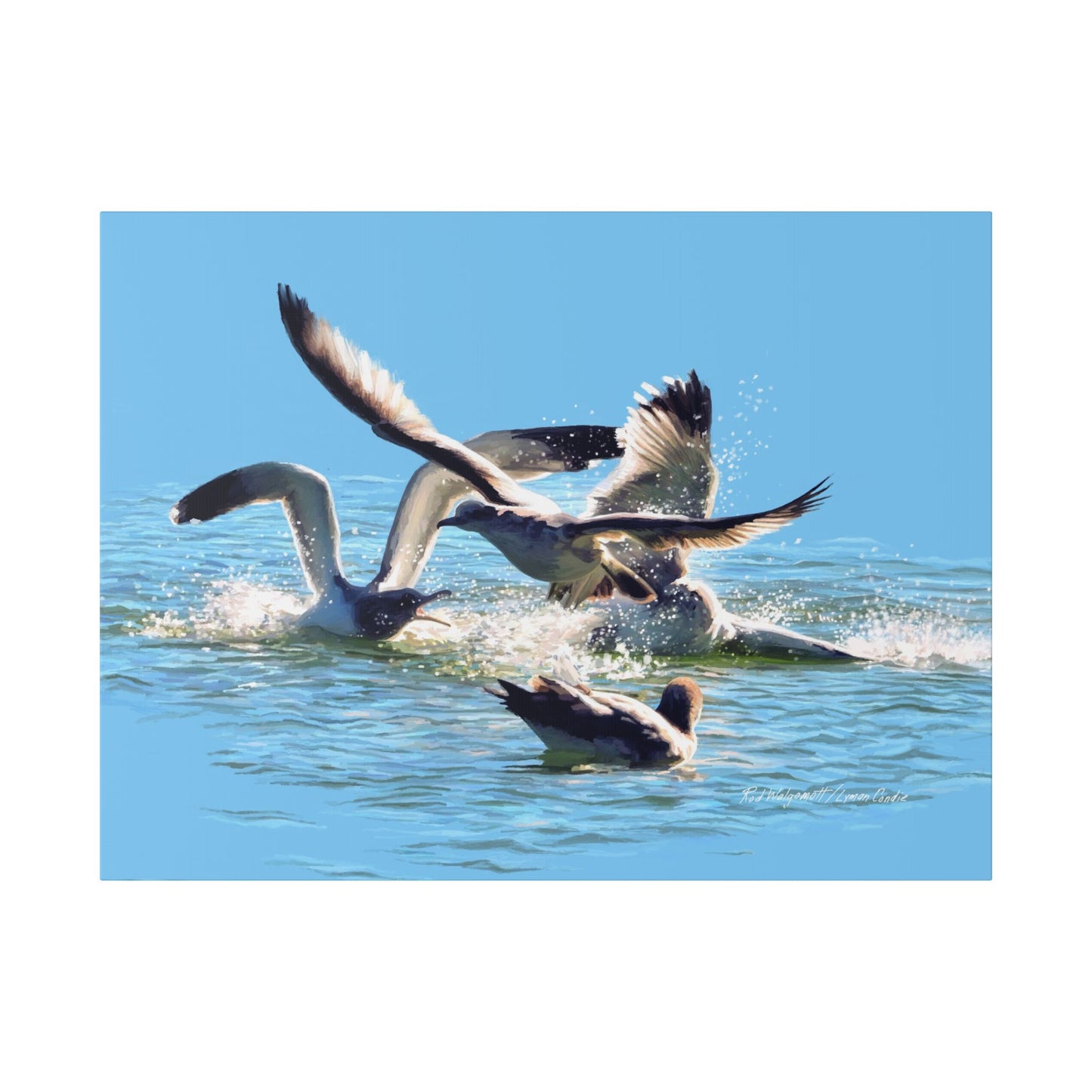 Classic Stretched Canvas, Gull Fight on Stansbury Lake, by Rod Walgamott