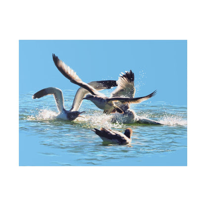 Classic Stretched Canvas, Gull Fight on Stansbury Lake, by Rod Walgamott