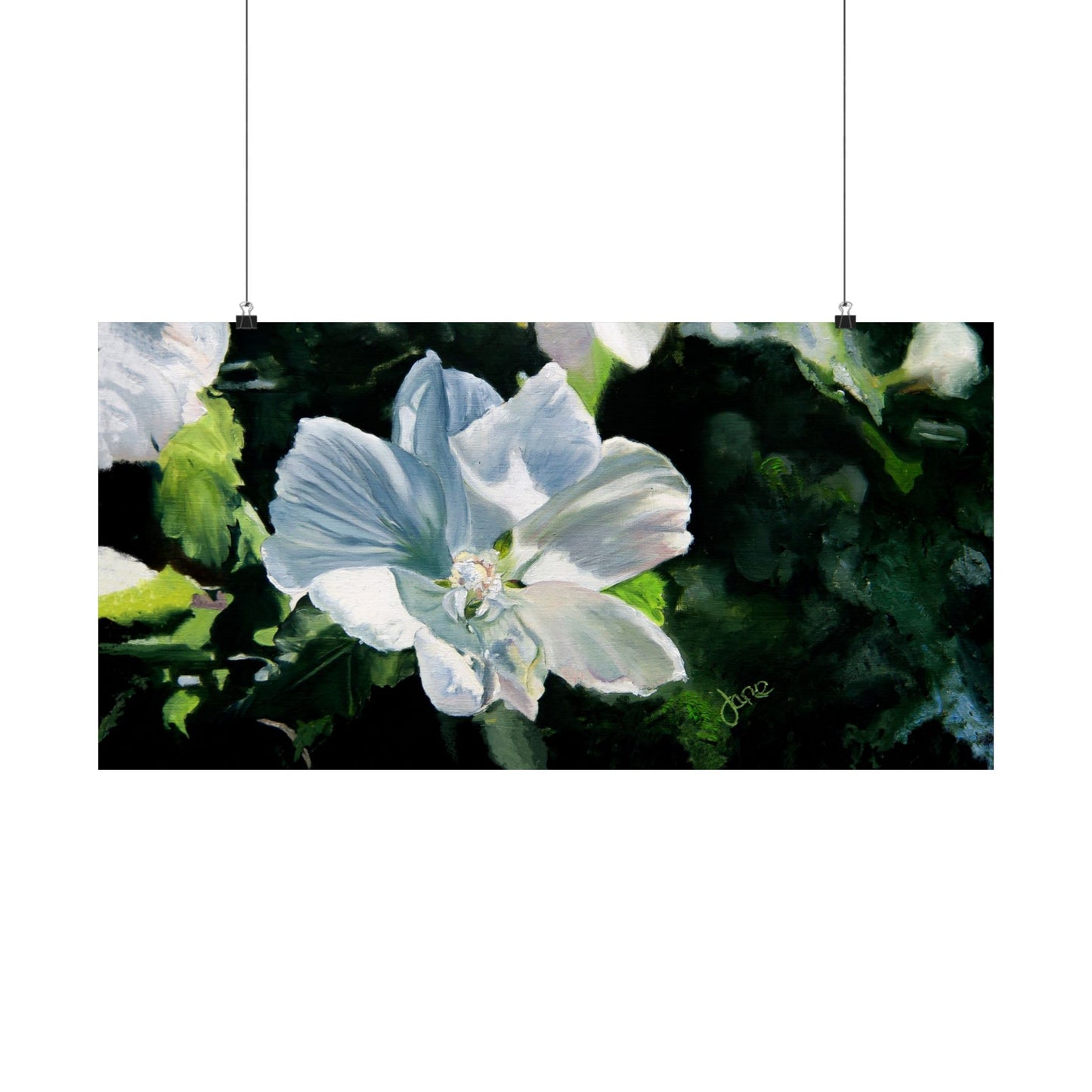 White Rose of Sharon, by Jane Autry--Premium Matte Print