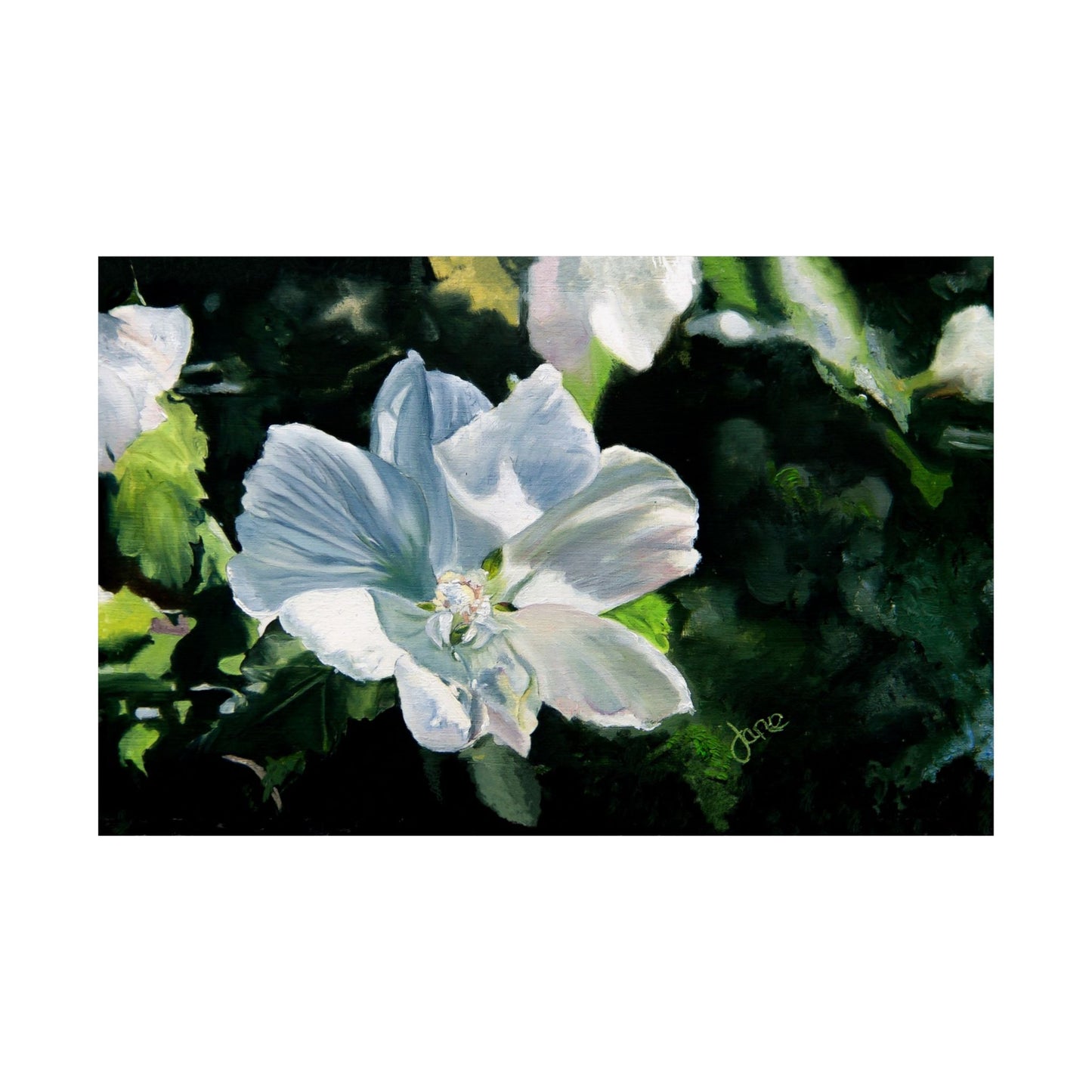 White Rose of Sharon, by Jane Autry--Premium Matte Print