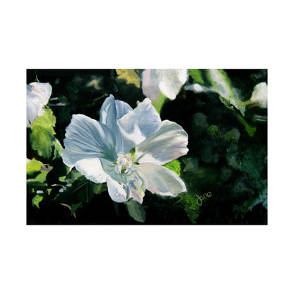 White Rose of Sharon, by Jane Autry--Premium Matte Print