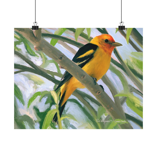 Wester Tanager