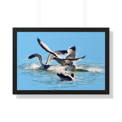 Framed Matte Print, Gull Fight on Stansbury Lake, by Rod Walgamott