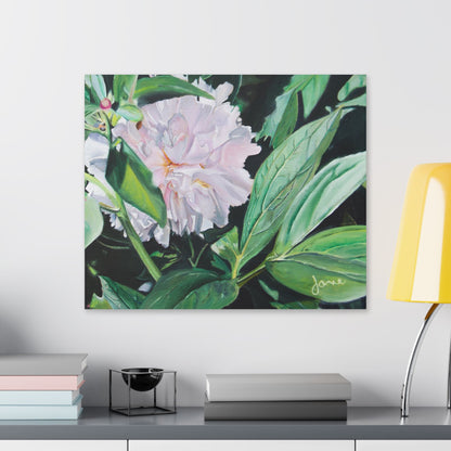 Classic Stretched Canvas, Shy Peone by Jane Autry