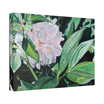 Classic Stretched Canvas, Shy Peone by Jane Autry