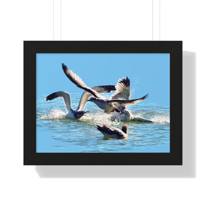 Framed Matte Print, Gull Fight on Stansbury Lake, by Rod Walgamott