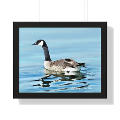 Framed Matte Print, Canada Goose on Stansbury Lake, by Rod  Walgamott