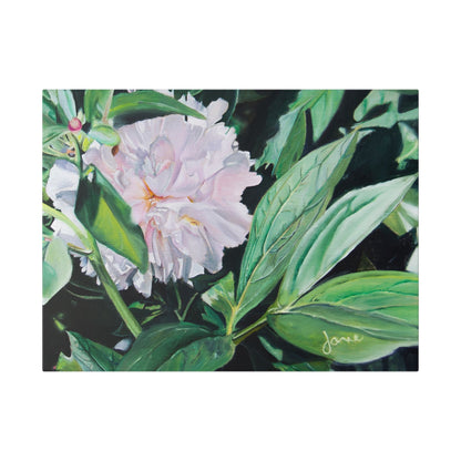 Classic Stretched Canvas, Shy Peone by Jane Autry