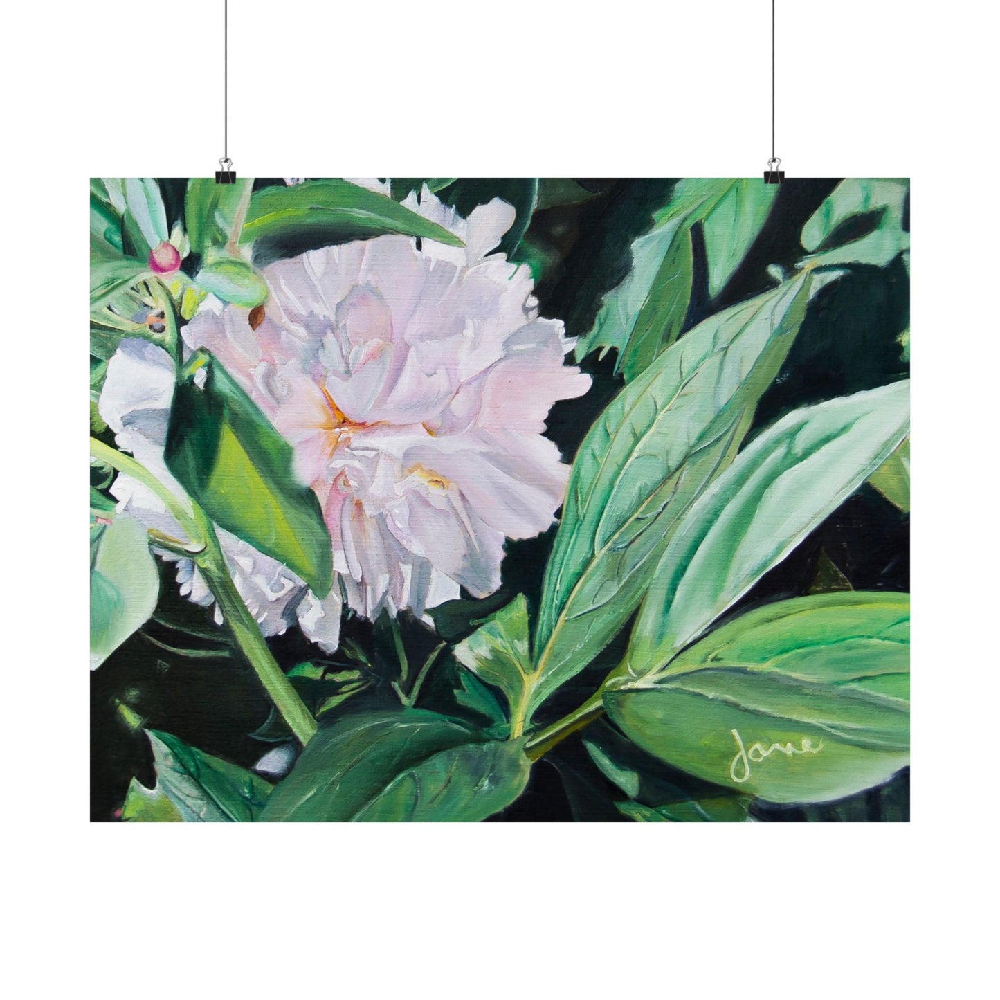 Shy Peone, by Jane Autry--Premium Matte Print