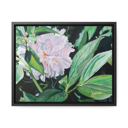 Stretched Canvas Wrap in Wood Frame, Shy Peone by Jane Autry