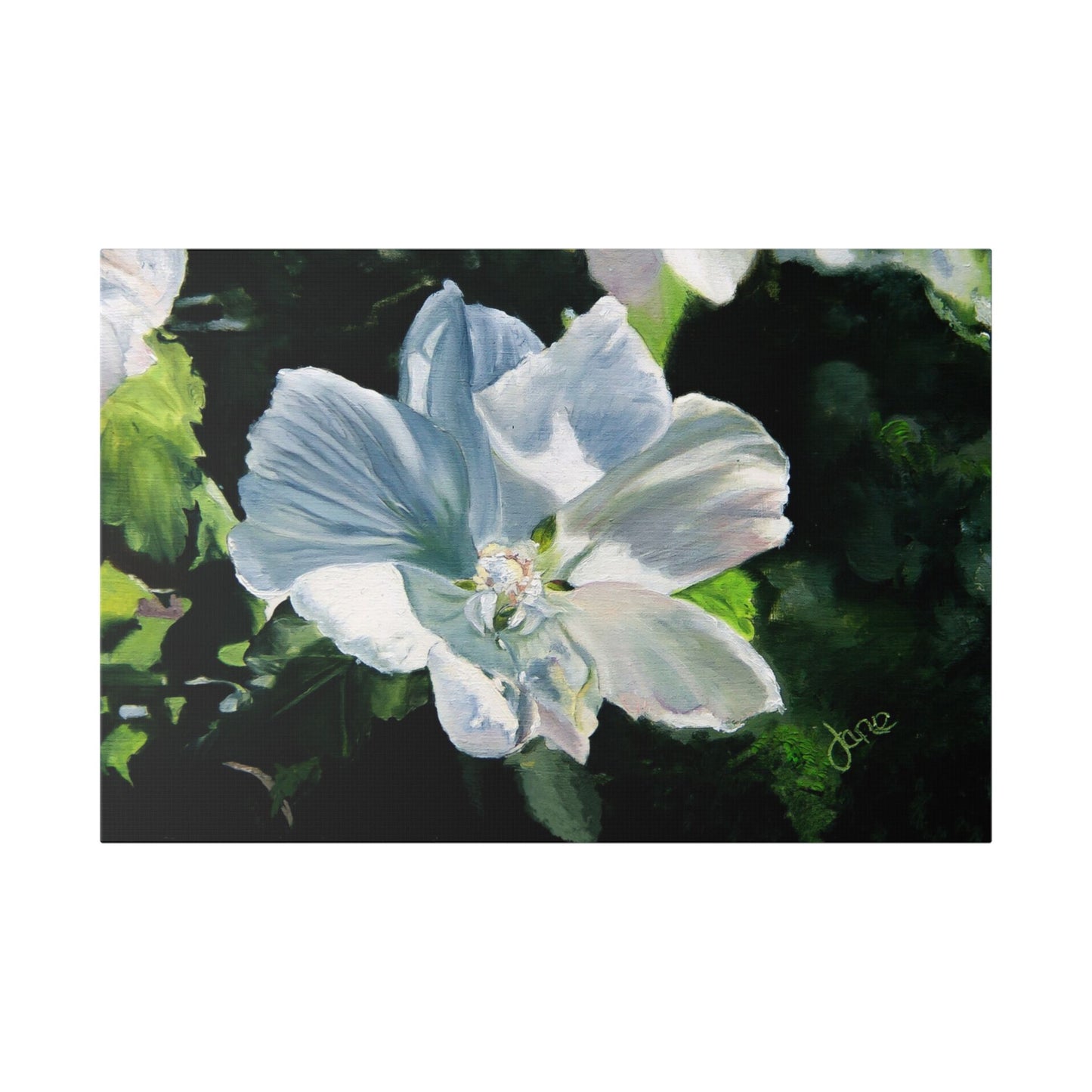Classic Stretched Canvas, White Rose of Sharon by Jane Autry
