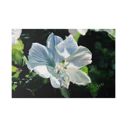 Classic Stretched Canvas, White Rose of Sharon by Jane Autry