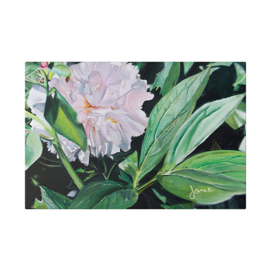 Classic Stretched Canvas, Shy Peone by Jane Autry