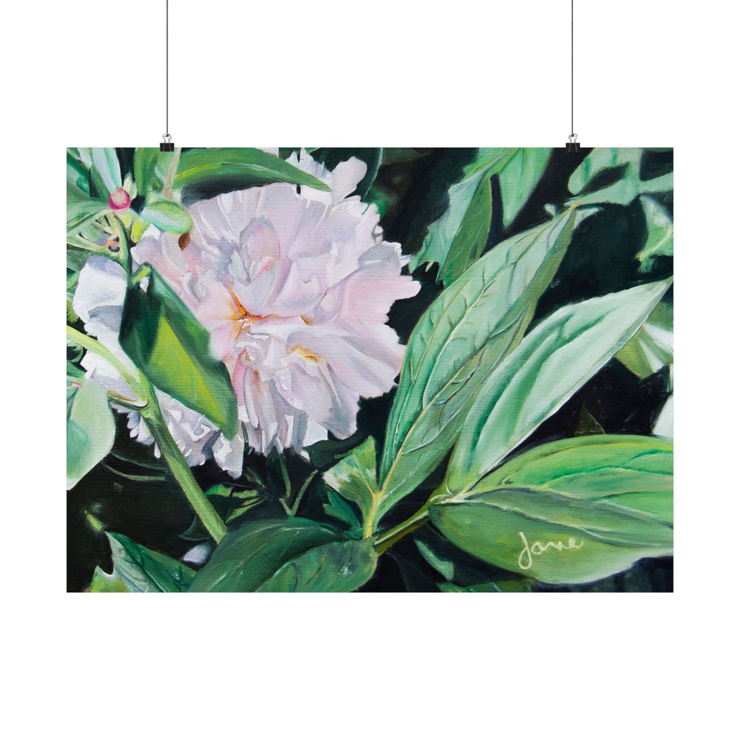 Shy Peone, by Jane Autry--Premium Matte Print