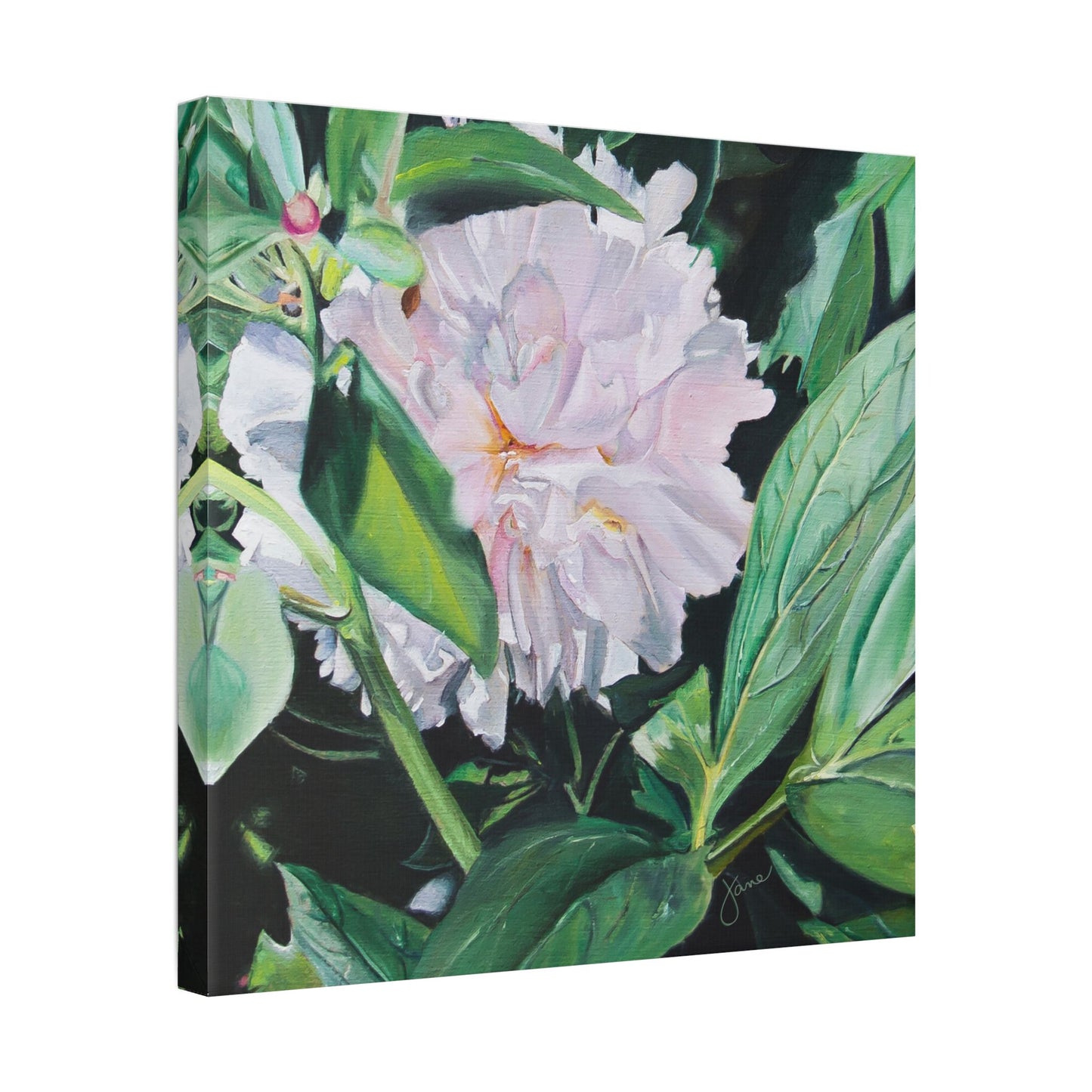 Classic Stretched Canvas, Shy Peone by Jane Autry
