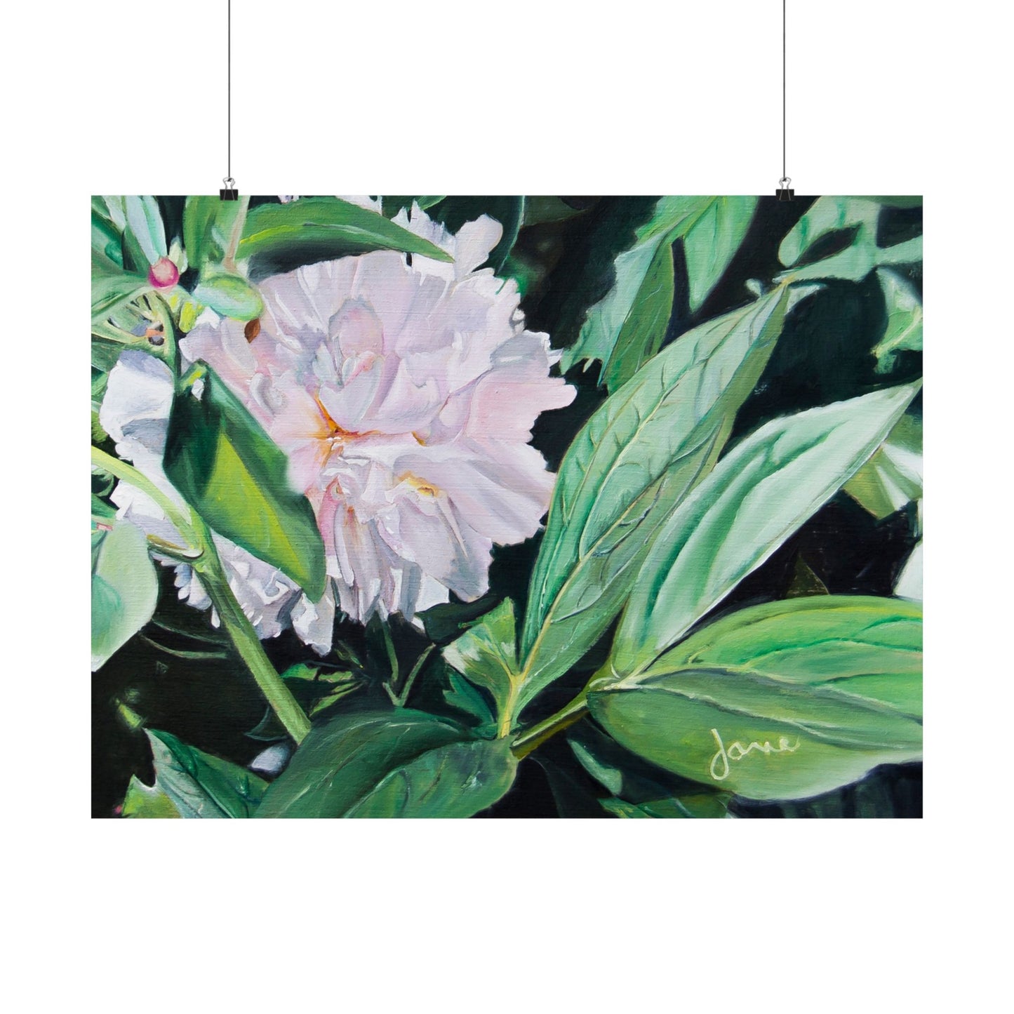 Shy Peone, by Jane Autry--Premium Matte Print
