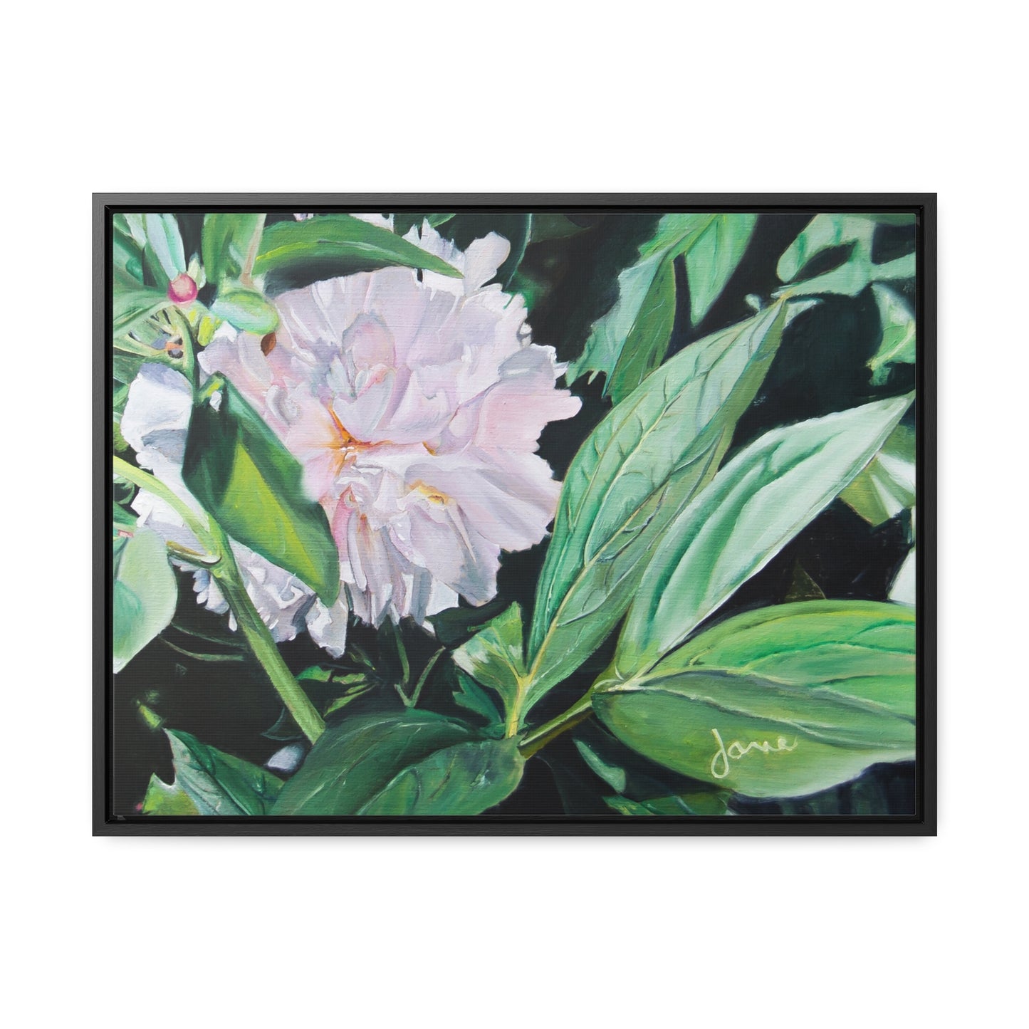 Stretched Canvas Wrap in Wood Frame, Shy Peone by Jane Autry