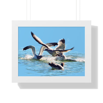 Framed Matte Print, Gull Fight on Stansbury Lake, by Rod Walgamott