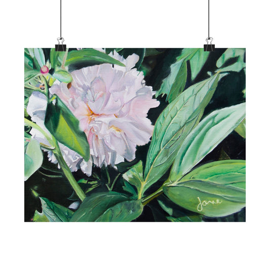 Shy Peone, by Jane Autry--Premium Matte Print