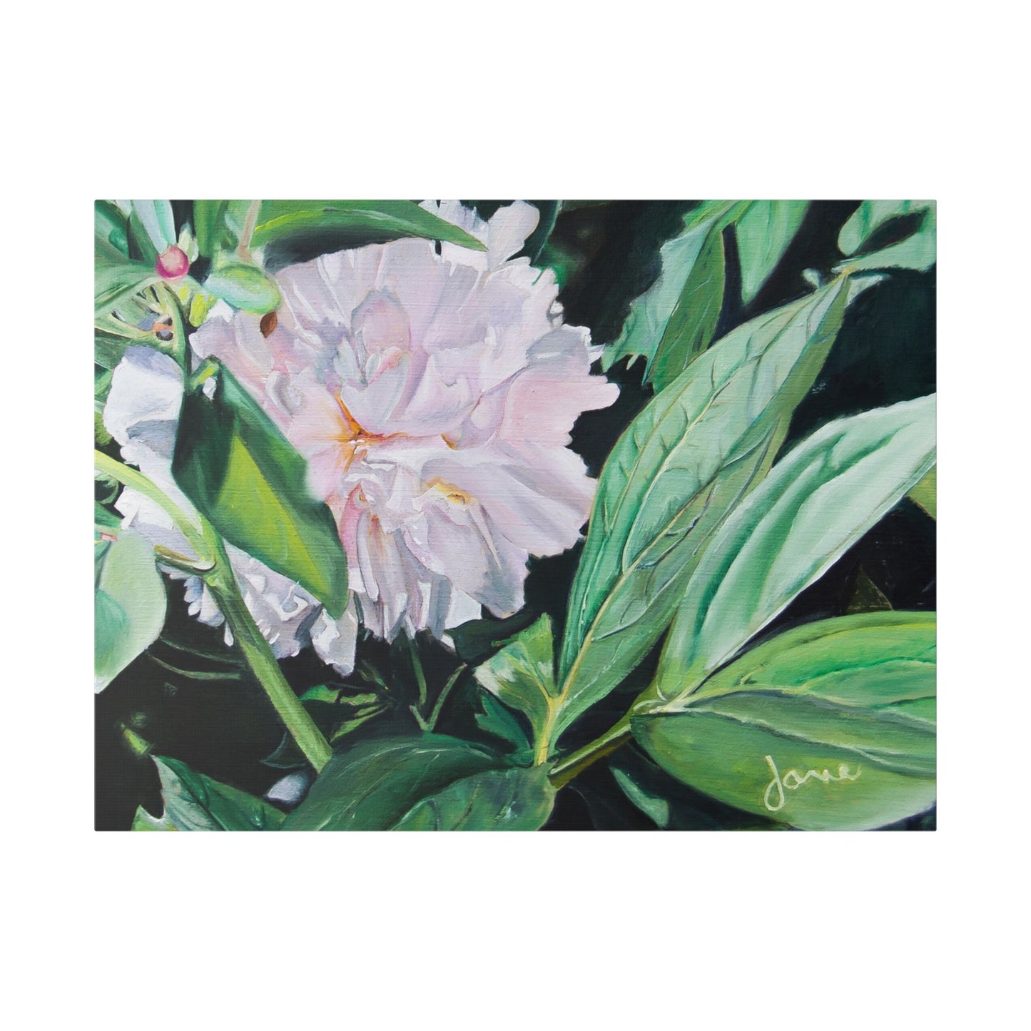 Classic Stretched Canvas, Shy Peone by Jane Autry
