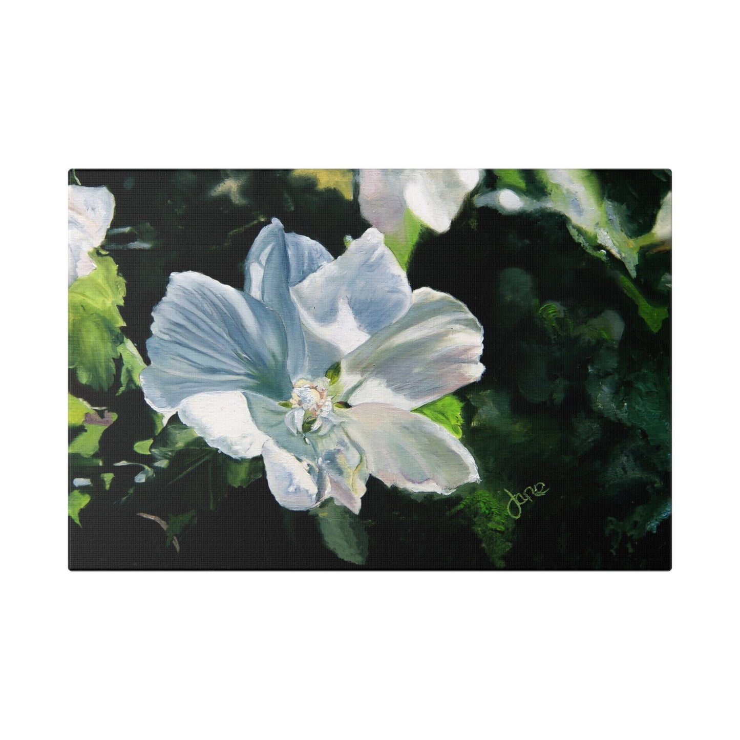Classic Stretched Canvas, White Rose of Sharon by Jane Autry