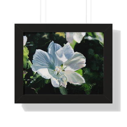 Premium Matte Print--Framed, White Rose of Sharon by Jane Autry