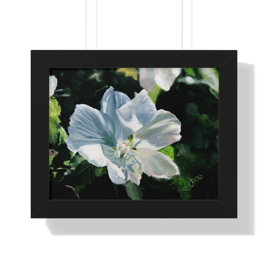 Premium Matte Print--Framed, White Rose of Sharon by Jane Autry