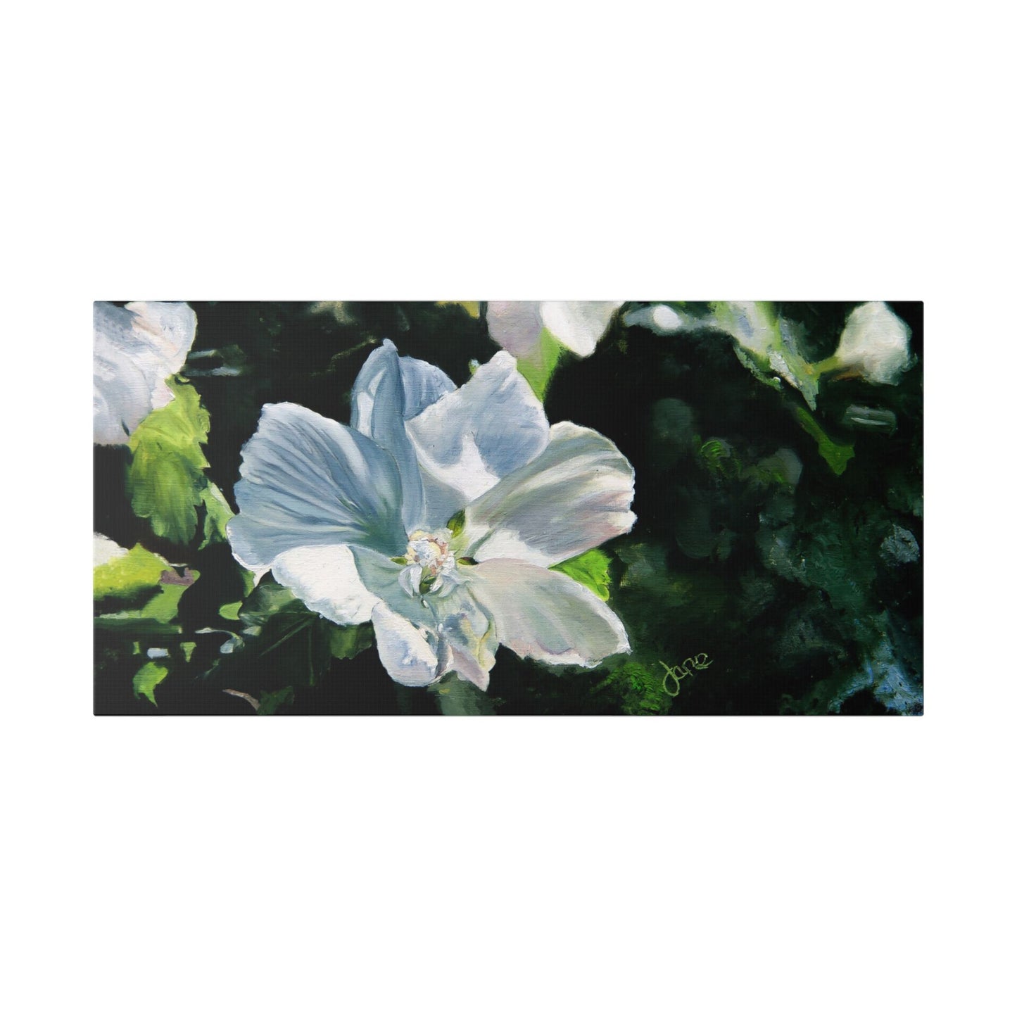 Classic Stretched Canvas, White Rose of Sharon by Jane Autry