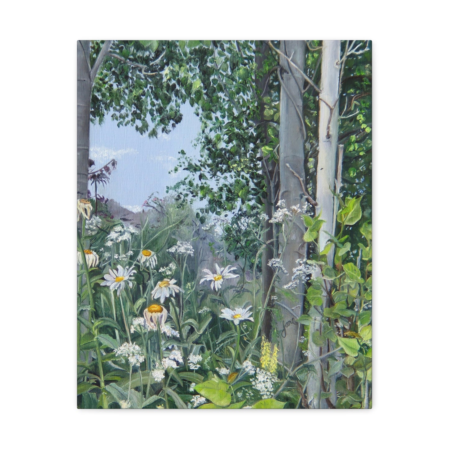 Quakies and Daisies by Jane Autry, Canvas Gallery Wrap