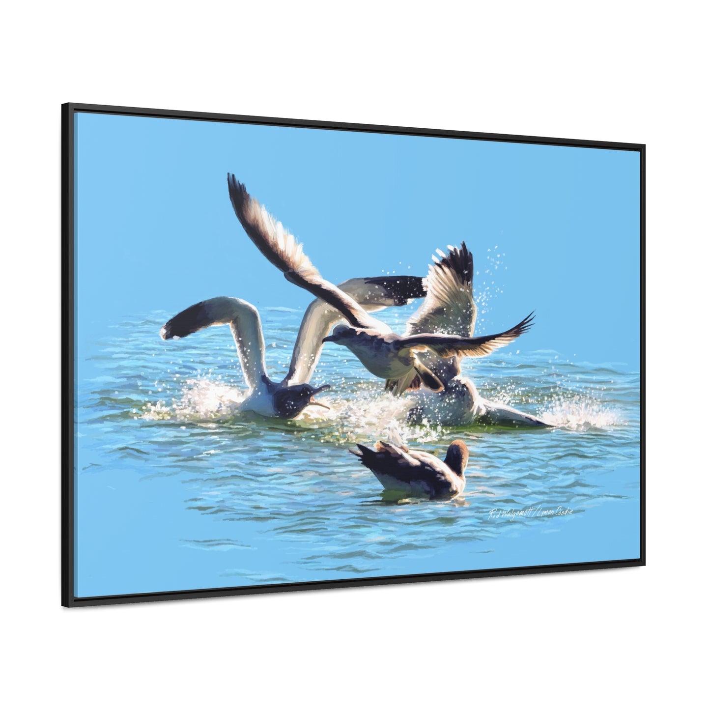 Stretched Canvas Print in Wood Frame, Gull Fight on Stansbury Lake, by Rod Walgamott