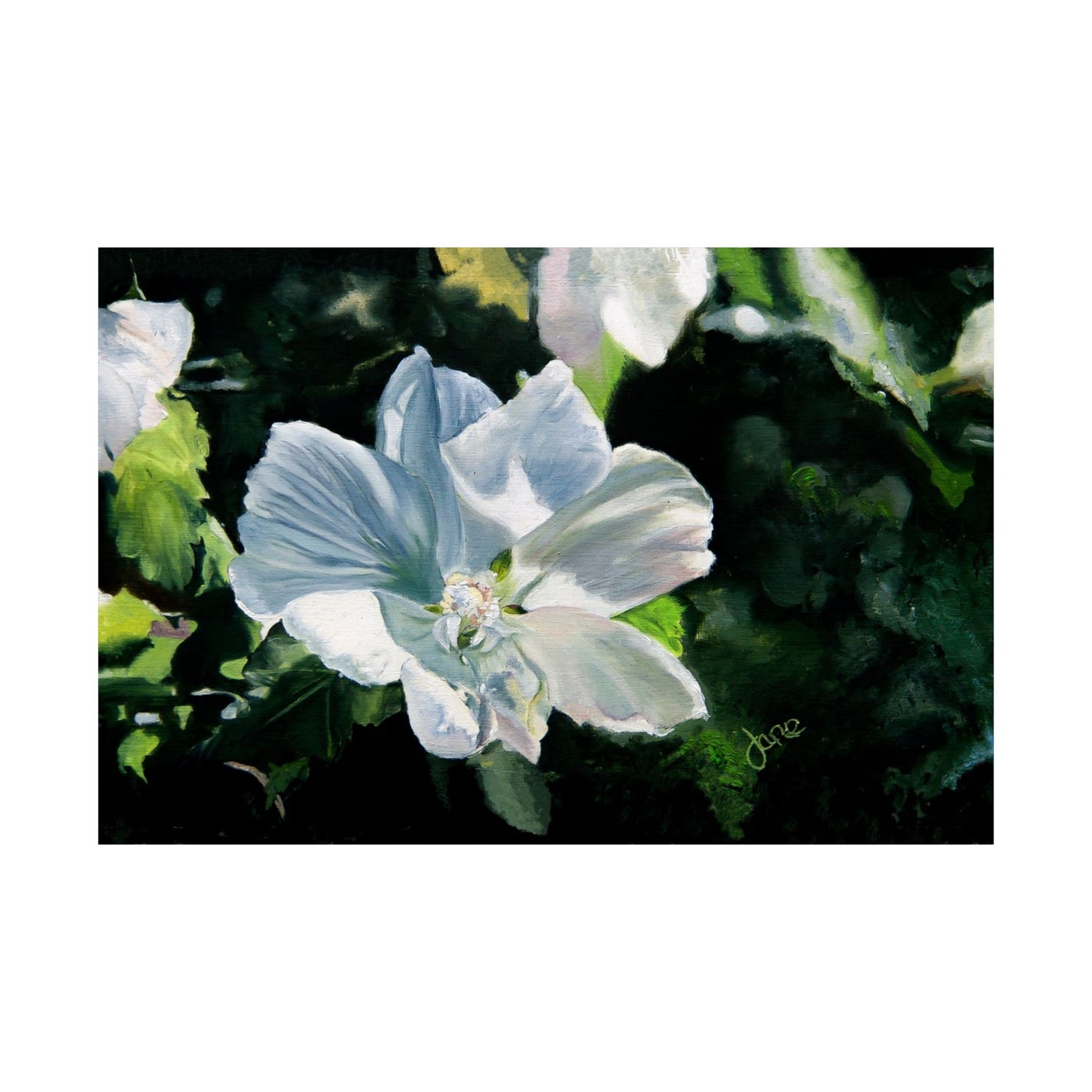 White Rose of Sharon, by Jane Autry--Premium Matte Print
