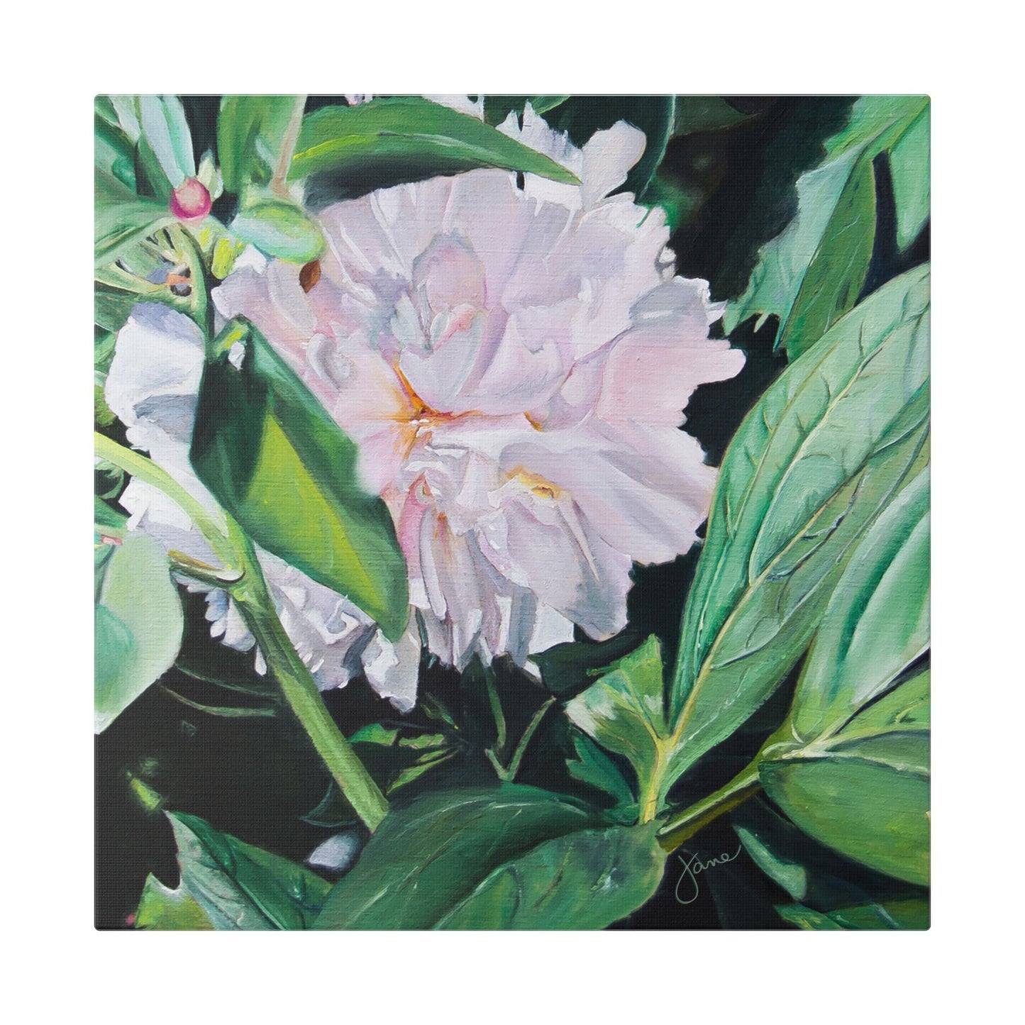 Classic Stretched Canvas, Shy Peone by Jane Autry