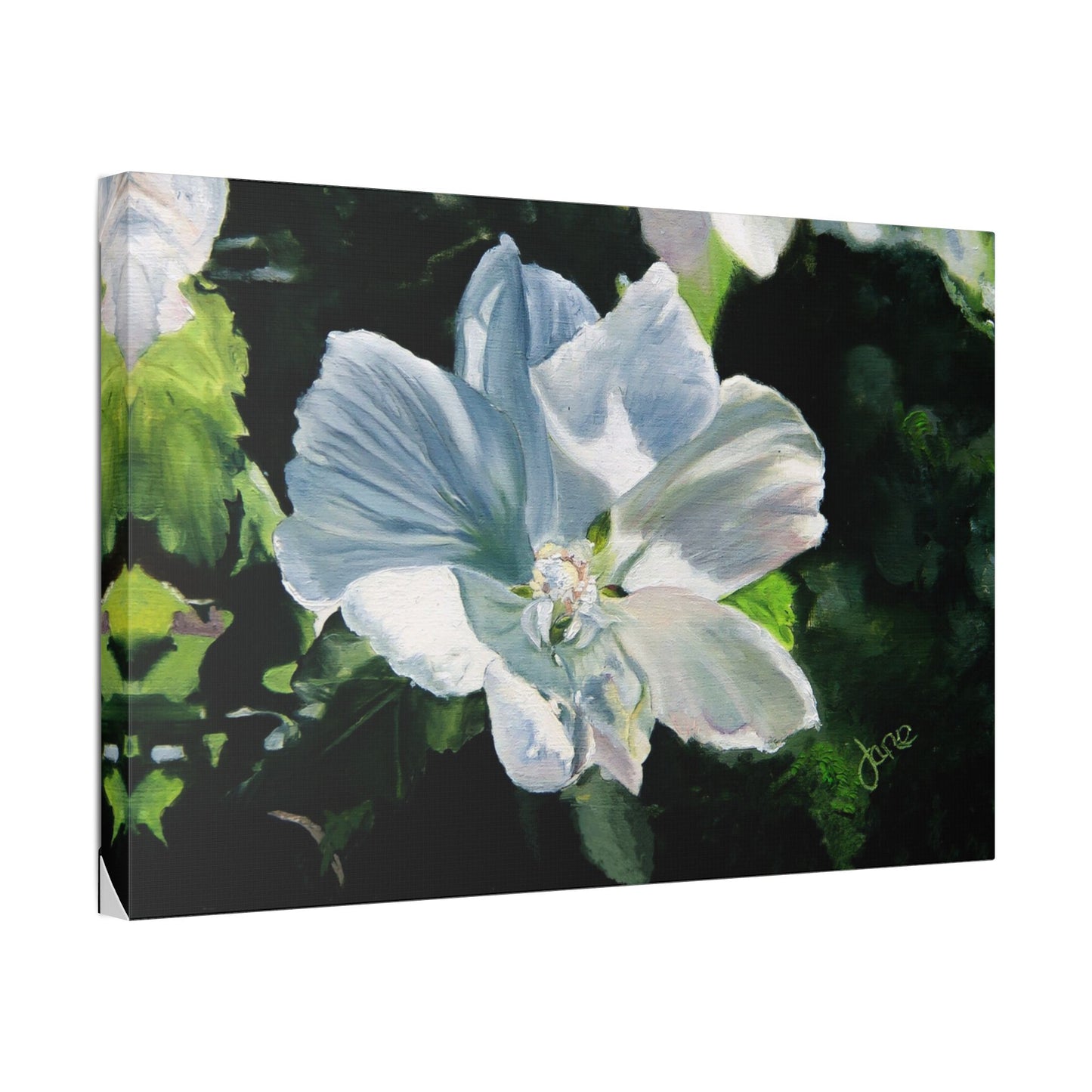 Classic Stretched Canvas, White Rose of Sharon by Jane Autry
