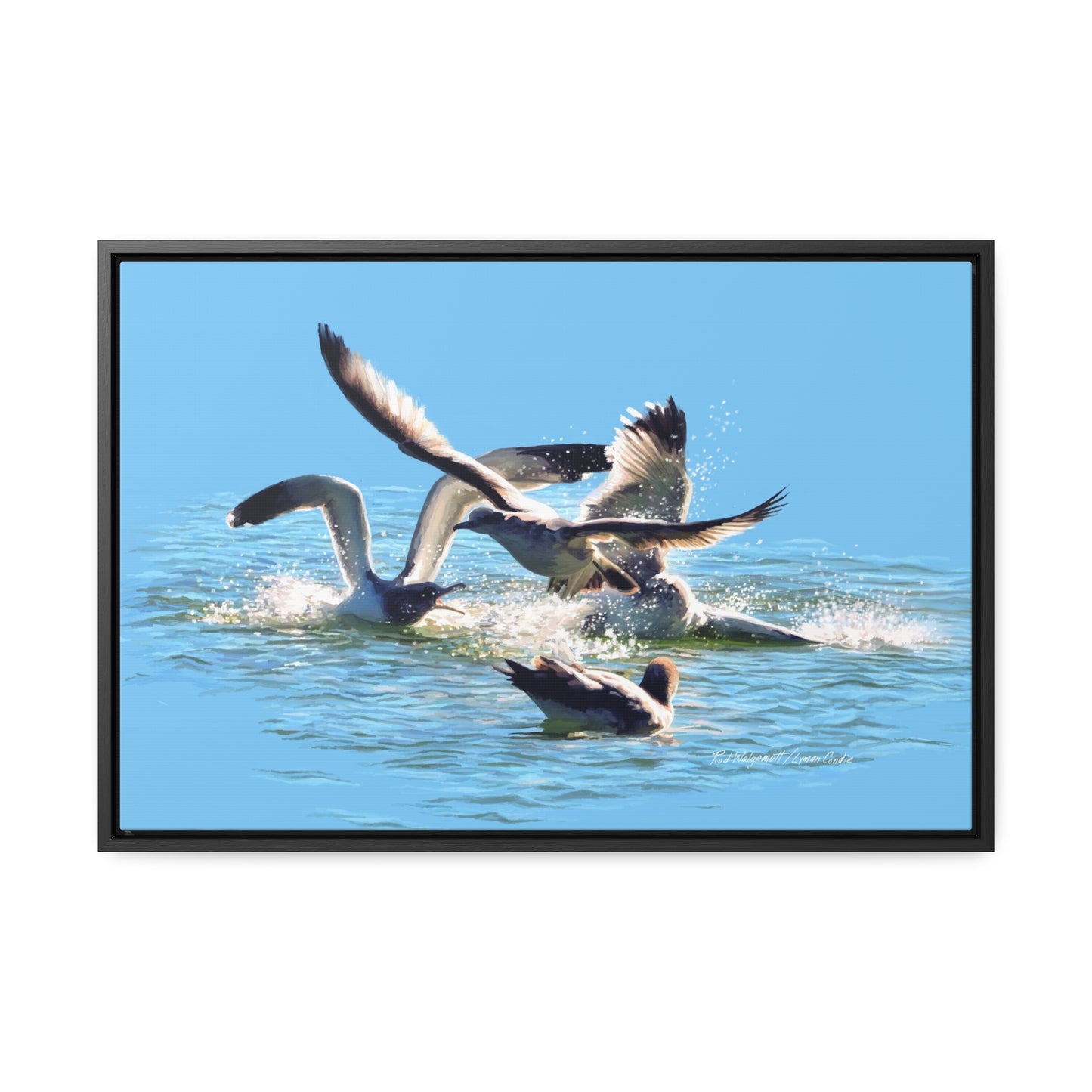 Stretched Canvas Print in Wood Frame, Gull Fight on Stansbury Lake, by Rod Walgamott