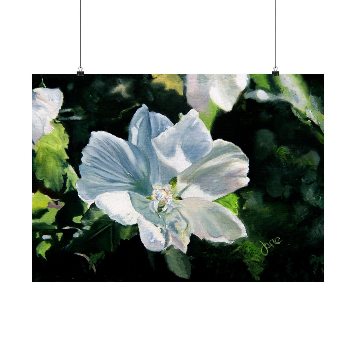 White Rose of Sharon, by Jane Autry--Premium Matte Print